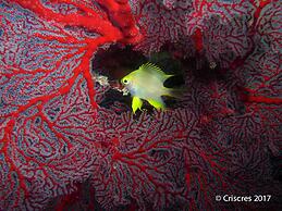 Viani Bay Resort at Dive Academy Fiji