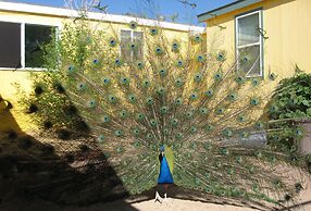 Shady Lady Bed & Breakfast