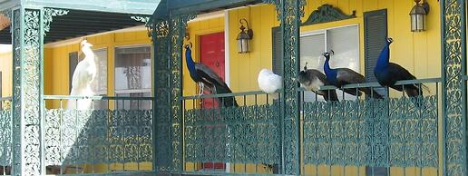 Shady Lady Bed & Breakfast