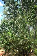 Cueva El Cortijo Gachas