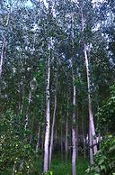 Cueva El Cortijo Gachas