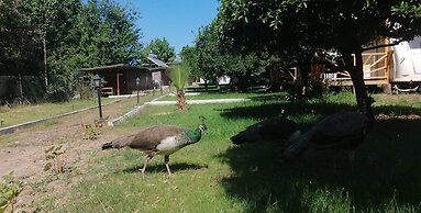Kara Kedi Beach Bungalow