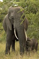 Tembe Elephant Park
