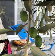 Baharin Bahce Pansiyon