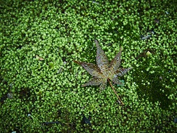 Yufuin Sanso Warabino