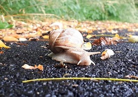Les Insolites de la Pouillyzotte