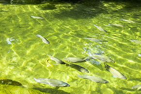 Pousada Cavaleiro dos Pireneus