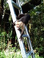 Cabinasyafethosa caletas