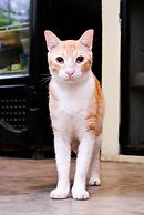 Santuario Getsemaní Hostel