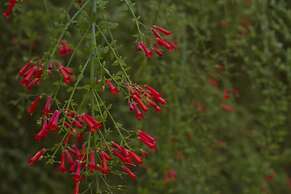 Hotel y Desayuno Colibri