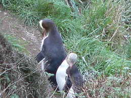 Kepplestone by the Sea