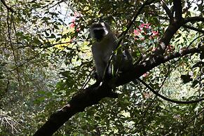 Drunken Elephant Mara