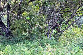 Drunken Elephant Mara