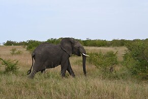 Drunken Elephant Mara