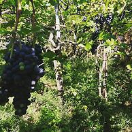 Agriturismo Castanito