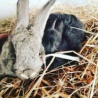 Agriturismo Castanito