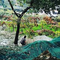 Agriturismo Castanito