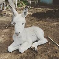 Agriturismo Castanito