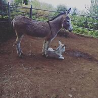 Agriturismo Castanito