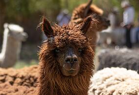 Casamolle Villa & Golf