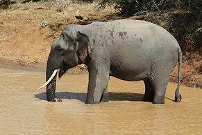 The Campers Lodge Luxury  Camp Yala