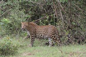 The Campers Lodge Luxury  Camp Yala