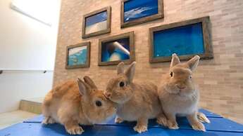 Little Mermaid Hotel Ishigakijima