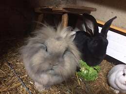 SnowBunnys BackPackers Hostel