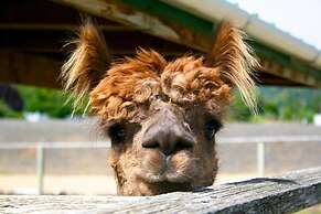 Rellik House. Winery and Alpaca Farm