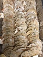 Alexander lake lodge