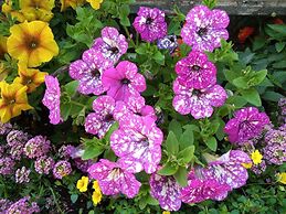 Ristorante Albergo Corona