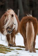 Landhotel Haflingerhof