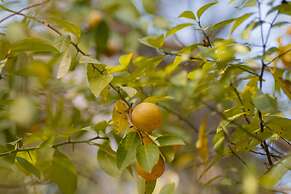 Entre Bosques Tayrona