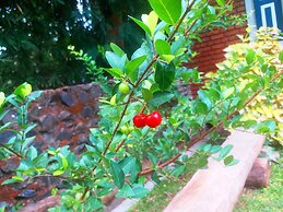 Honey Tree Polonnaruwa