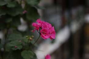 Casa de las Culturas San Marcos