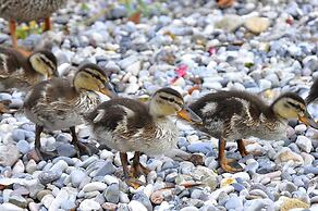 Albergo Meuble' Olivi