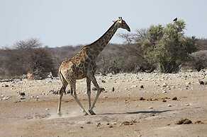 Toko Kamanjab Lodge & Safari