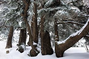 La Maison des Cèdres