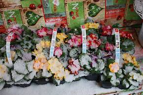 Romantik Landhaus Dresden