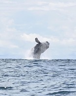 Fidelito Ranch & Lodge