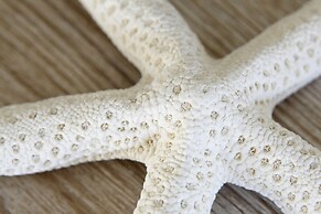 La Lisière du Bétey