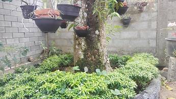 Mango Roots