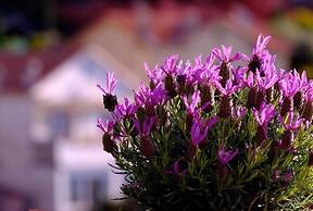 Skylark Bed & Breakfast