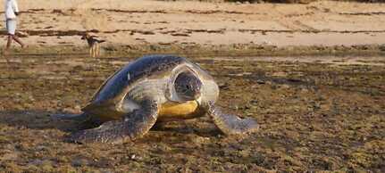 Pangani Cliffs Lodge