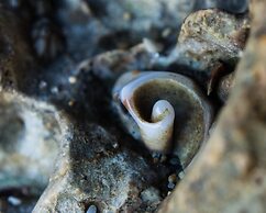 Pangani Cliffs Lodge