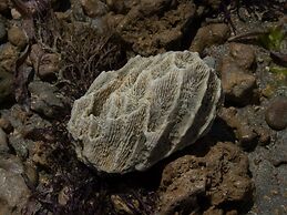 Pangani Cliffs Lodge