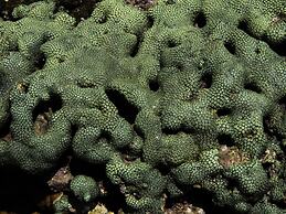 Pangani Cliffs Lodge