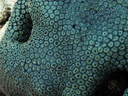 Pangani Cliffs Lodge