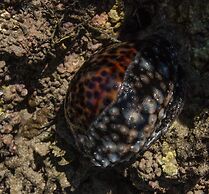 Pangani Cliffs Lodge