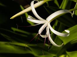 Pangani Cliffs Lodge